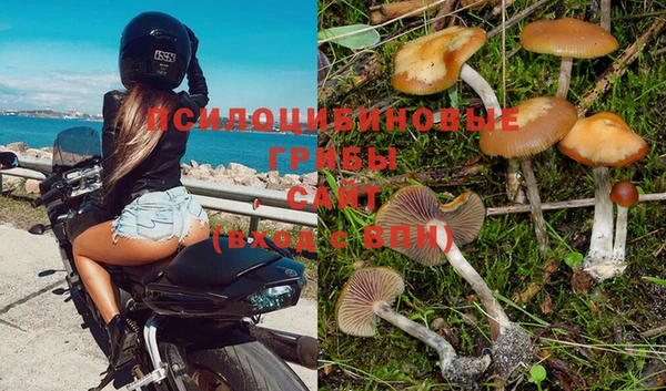 ГАЛЛЮЦИНОГЕННЫЕ ГРИБЫ Медвежьегорск